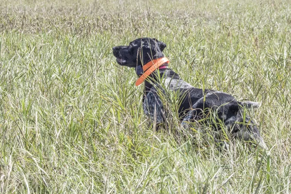 Formazione cani da caccia Foto Stock Royalty Free