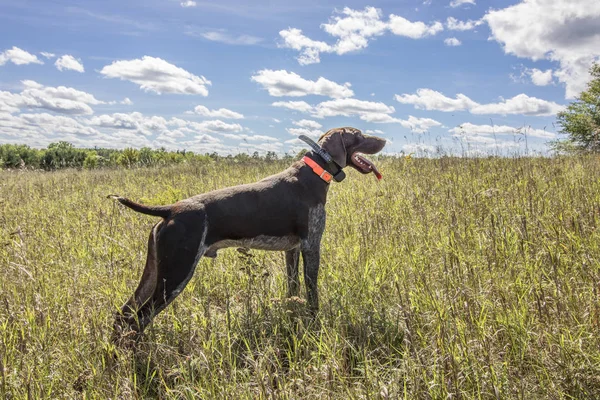 Formazione cani da caccia Foto Stock