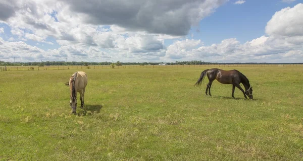 Cavalos Alimentando Pasto Verde — Fotografia de Stock