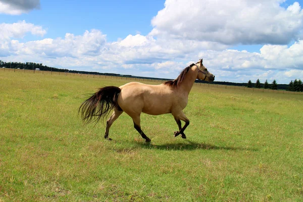 Corrida Cavalos Pastagens — Fotografia de Stock