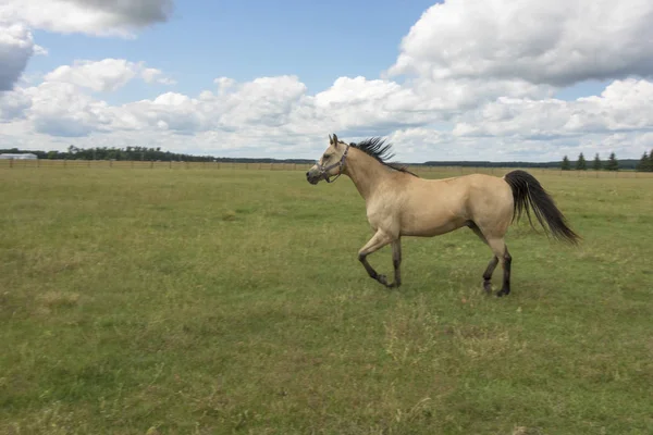 Pferd Auf Einer Weide — Stockfoto