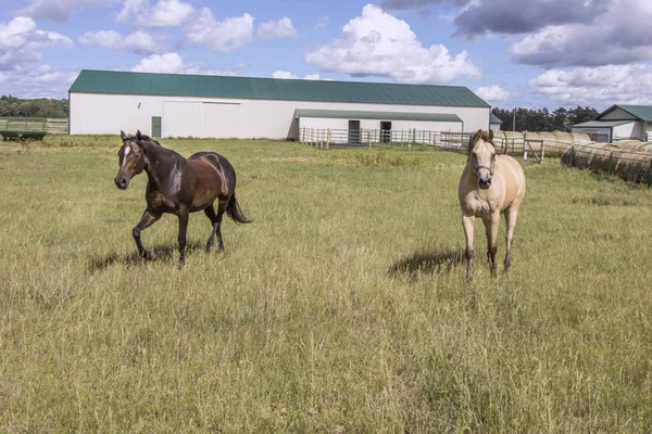 Pferde Galoppieren Auf Der Weide — Stockfoto