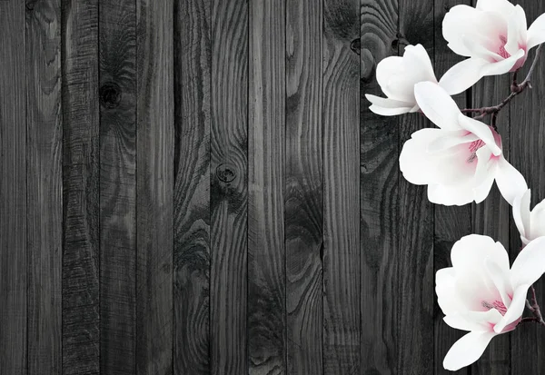 White magnolia flowers on background of shabby wooden planks — Stock Photo, Image