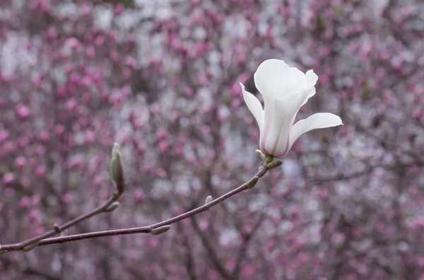 Lente bloemen achtergrond met witte magnolia bloemen. — Stockfoto