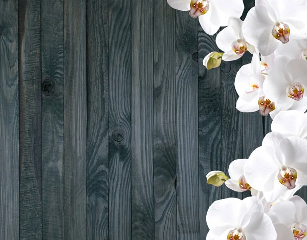 Orquídea branca no fundo de tábuas de madeira rasgadas — Fotografia de Stock