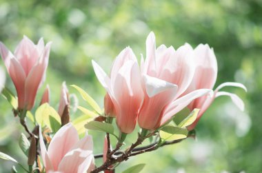 Manolya çiçekli bahar çiçek arka plan. 