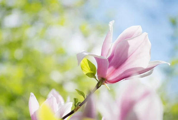 Spring floral background with pink magnolia — Stock Photo, Image