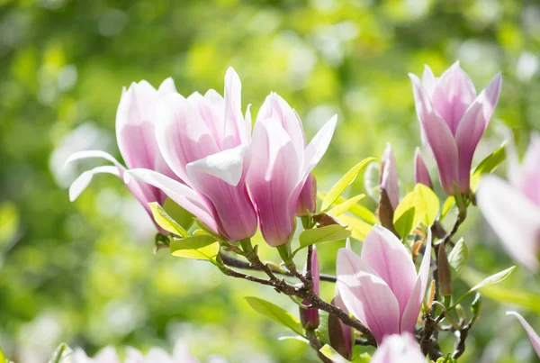 Frühling floralen Hintergrund mit rosa Magnolie — Stockfoto