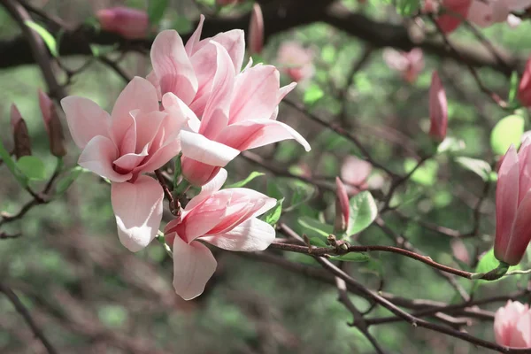 Våren floral bakgrund med magnolia blommor. — Stockfoto