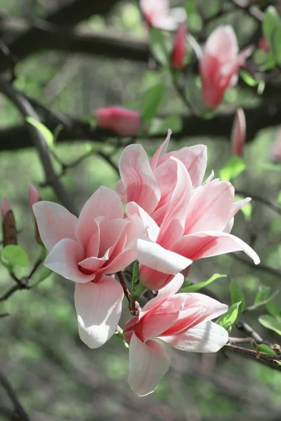 Våren floral bakgrund med magnolia blommor. — Stockfoto