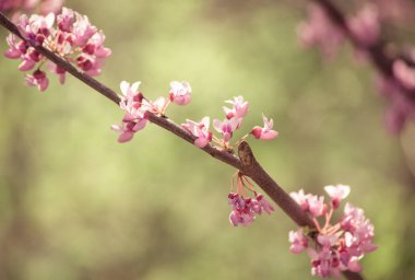 Bahar bloom, Cercis Canadensis 