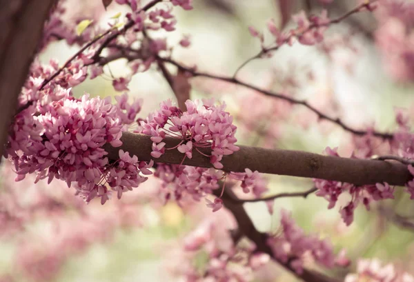 Cercis 카 나 덴 시스의 봄 꽃 — 스톡 사진