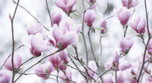Fond floral printanier avec fleurs magnolia roses — Photo