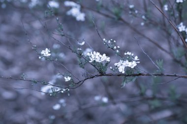 Arka plan ile çiçeklenme küçük beyaz çiçekler 