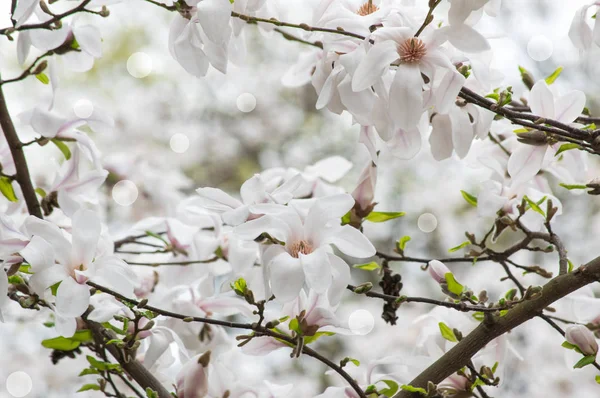 Achtergrond met witte magnolia bloemen — Stockfoto
