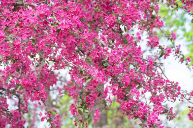 Bahar bloom Sakura ağacı