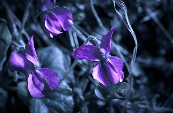 Background with blooming viola odorata flowers — Stock Photo, Image