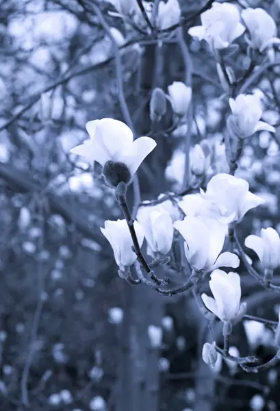 Mystérieux fond floral printanier avec magnolia fleuri — Photo