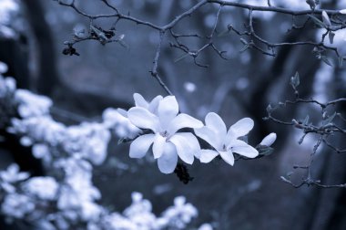 Çiçeklenme ile arka plan beyaz Manolya çiçek