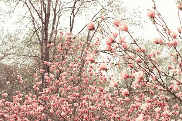 Frühling floralen Hintergrund mit rosa Magnolie — Stockfoto