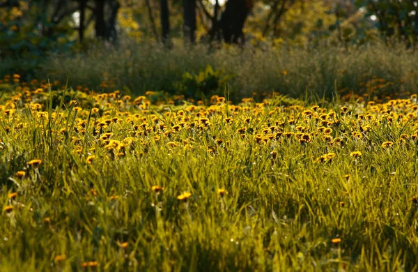 Kwiatowy tło wiosna kwiaty mniszek żółty — Zdjęcie stockowe