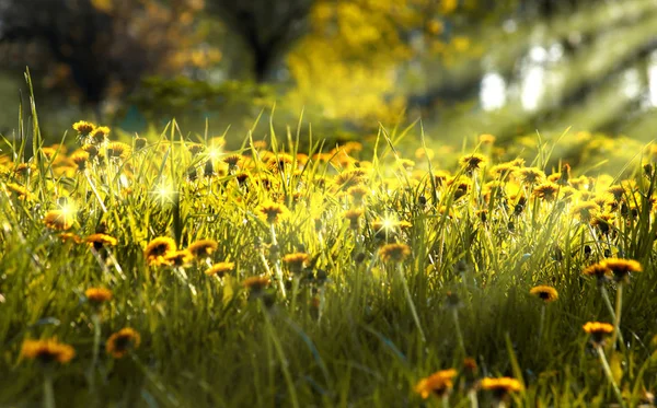 Jarní květinové pozadí žluté pampelišky květy — Stock fotografie