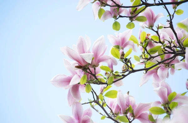 Spring floral background with pink magnolia — Stock Photo, Image