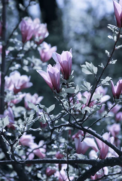 배경에는 분홍색 용설란 꽃이 피어 있다 — 스톡 사진