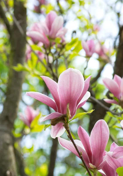 Frühling floralen Hintergrund mit rosa Magnolie — Stockfoto