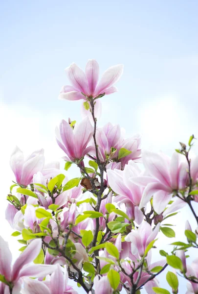 Άνοιξη floral φόντο με μανόλια ροζ — Φωτογραφία Αρχείου