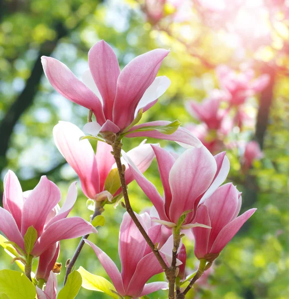 Fond floral printanier avec magnolia rose — Photo