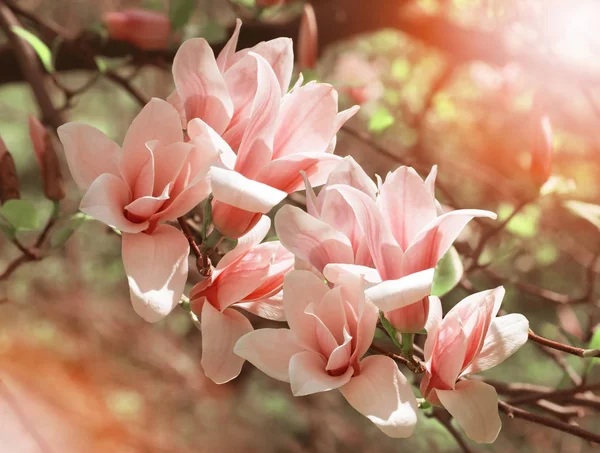 Spring floral background with pink magnolia — Stock Photo, Image