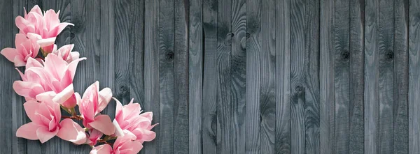 Arrière-plan avec des fleurs de magnolia sur le mur de planches en bois — Photo