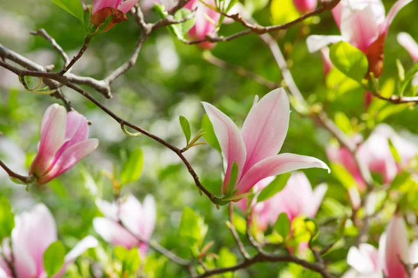 Весенний цветочный фон с розовой магнолией — стоковое фото