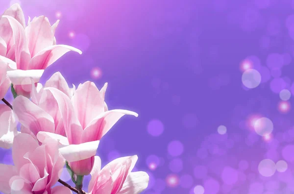 Magnolia flowers on glowing abstract background — Stock Photo, Image