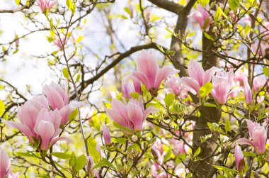 Pembe manolya çiçekleri açan bir arka plan