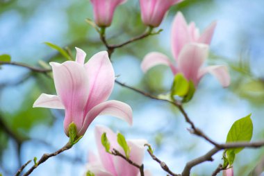 Background with blooming pink magnolia flowers clipart