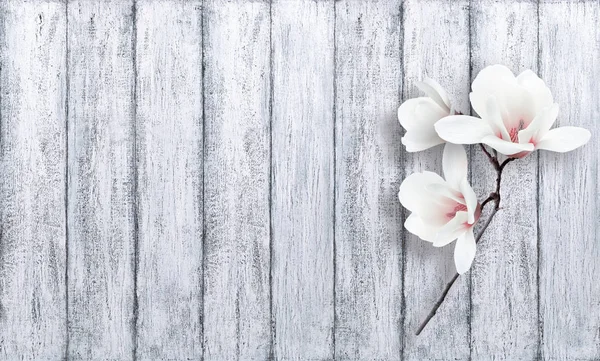 Magnolia blanc fleur sur fond de planche de bois minable — Photo
