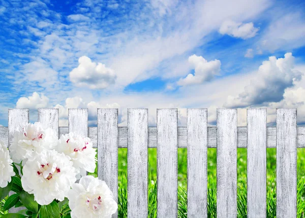 Valla con peonías contra el cielo con nubes y hierba — Foto de Stock