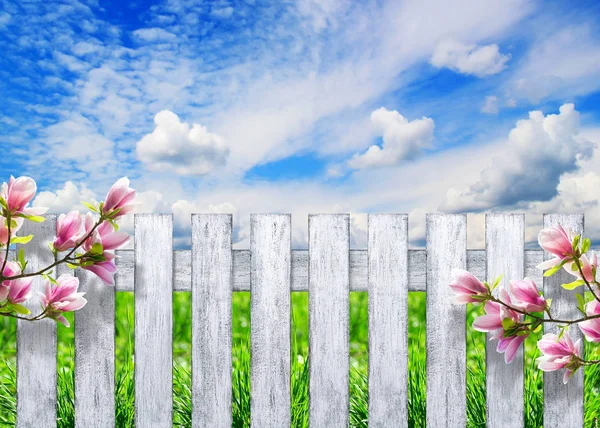 Zaun mit Magnolie gegen den Himmel mit Wolken und Gras — Stockfoto