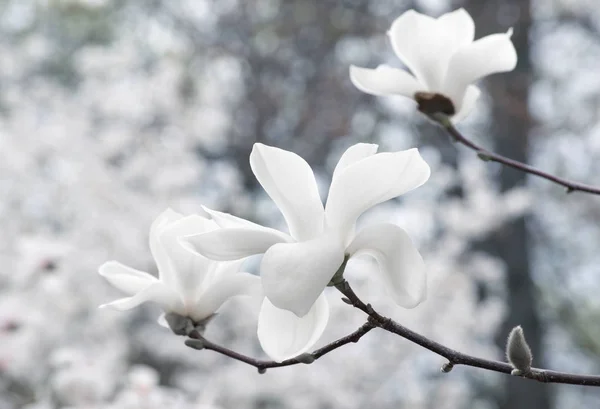 Achtergrond met bloeiende witte magnolia bloemen — Stockfoto