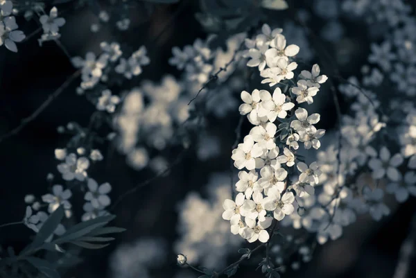 Background with blooming small white flowers — Stock Photo, Image