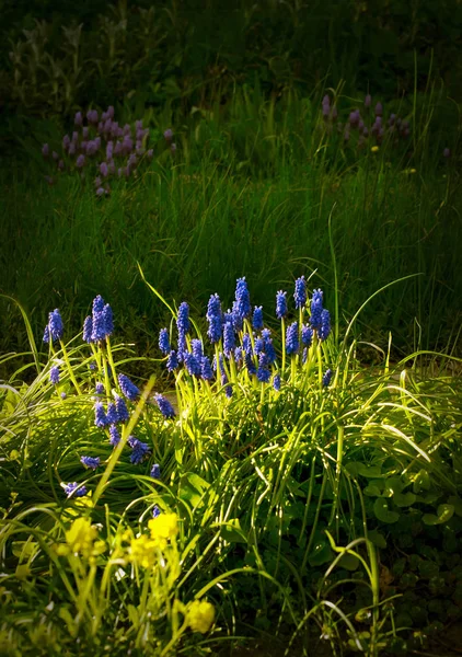 Kwiatowy tło wiosna łąka kwiaty — Zdjęcie stockowe