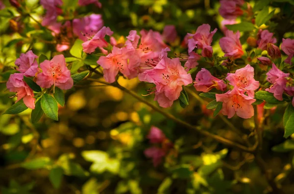Frühlingsblüte der Rhododendronblumen — Stockfoto
