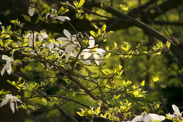 Weiße Magnolienblüten — Stockfoto