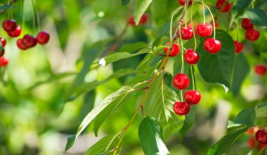 Olgun çilek ile kiraz ağacının dalları