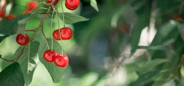 Branches of cherry tree with ripe berries — Stock Photo, Image