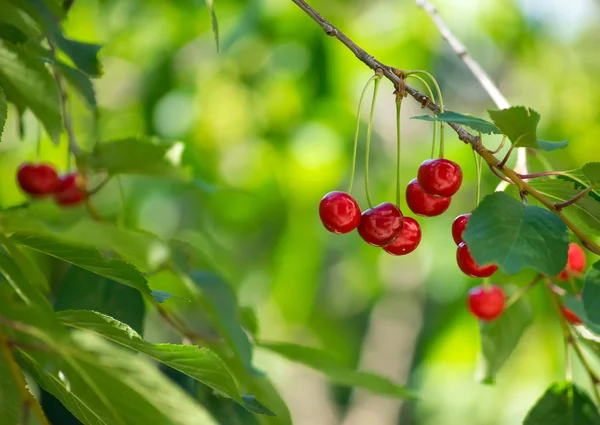 Branches of cherry tree with ripe berries — Stock Photo, Image