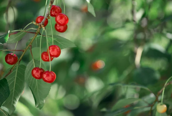 Branches of cherry tree with ripe berries — Stock Photo, Image