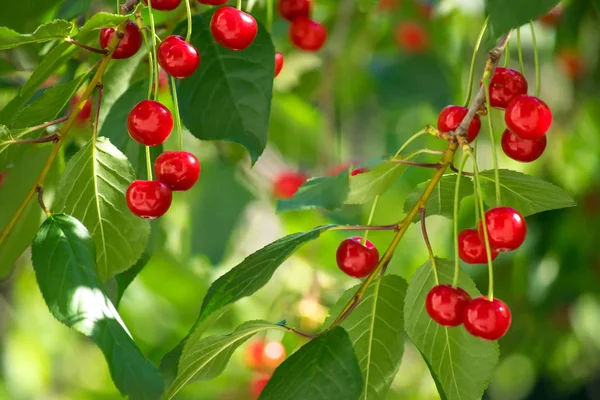 Branches of cherry tree with ripe berries — Stock Photo, Image